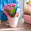Kein grüner Daumen? Diese 7 robusten Balkonblumen überstehen fast jeden Pflegefehler
