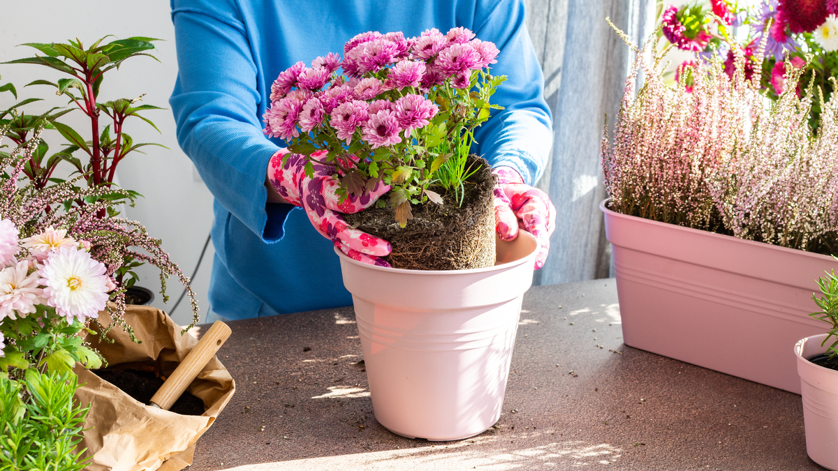 Kein grüner Daumen? Diese 7 robusten Balkonblumen überstehen fast jeden Pflegefehler