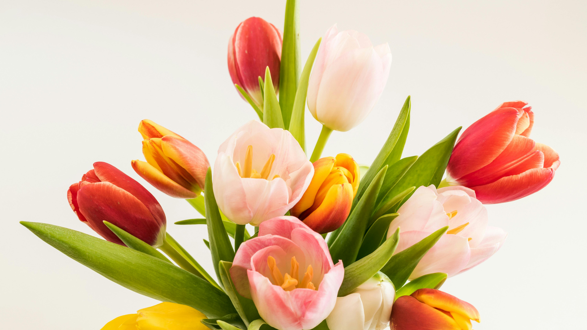 Tulpen hängen? Mit diesen Tricks sehen die Frühlingsblumen aus wie am ersten Tag