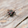 Was hilft gegen Fliegen? So werden Sie die nervigen Insekten in Wohnung, Garten & Co. los