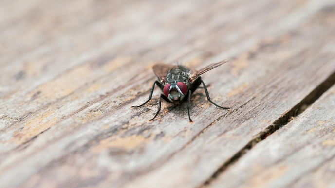 Was hilft gegen Fliegen? So werden Sie die nervigen Insekten in Wohnung, Garten & Co. los