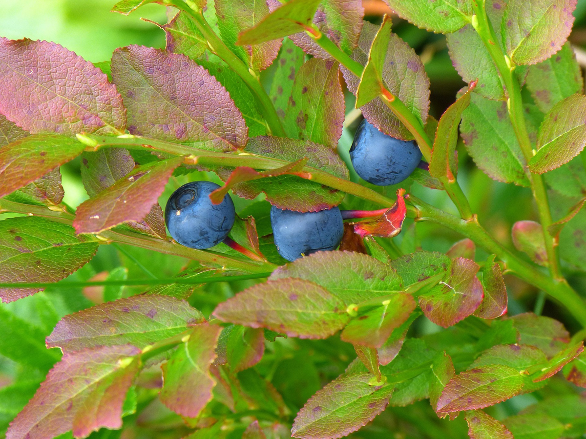 Welche Pflanzen mögen sauren Boden - Heidelbeerstrauch