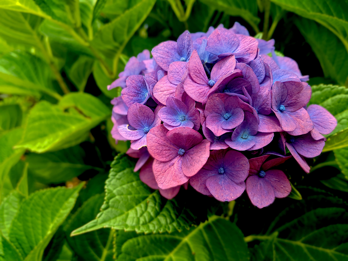 Welche Pflanzen mögen sauren Boden - Hortensie