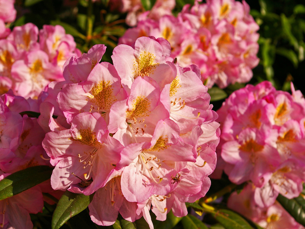 Welche Pflanzen mögen sauren Boden - Rhododendron