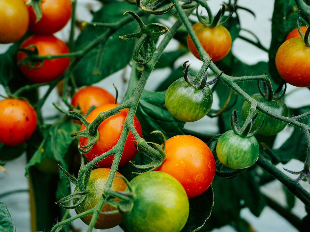 Welche Pflanzen mögen sauren Boden - Tomaten
