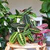 Calathea pflegen: Tipps & Pflegefehler zum Vermeiden, damit Blattspitzen nicht braun werden