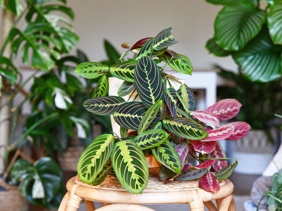 Calathea pflegen