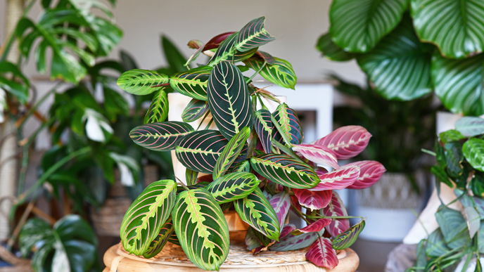 Calathea pflegen: Tipps & Pflegefehler zum Vermeiden, damit Blattspitzen nicht braun werden