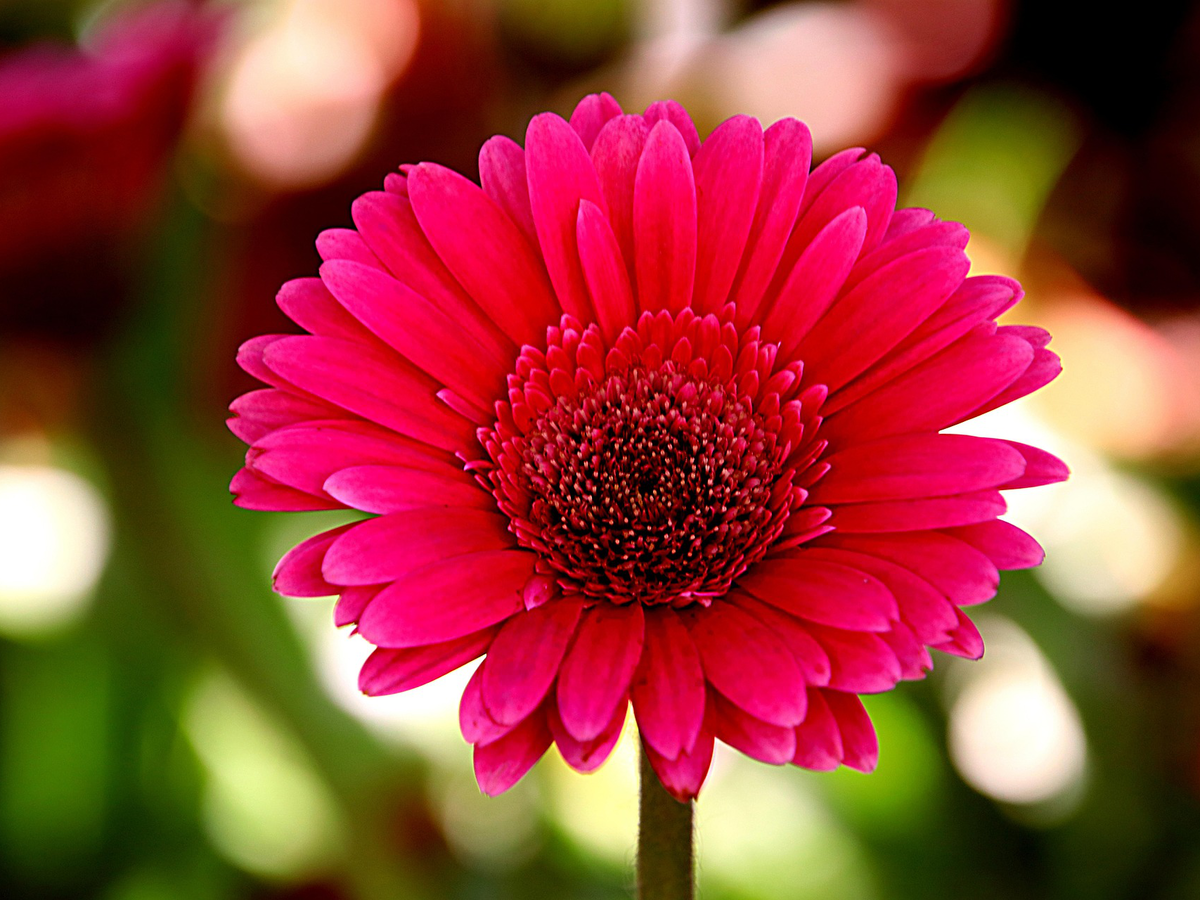 Gartenpflanzen, die wenig Wasser brauchen - Gerbera