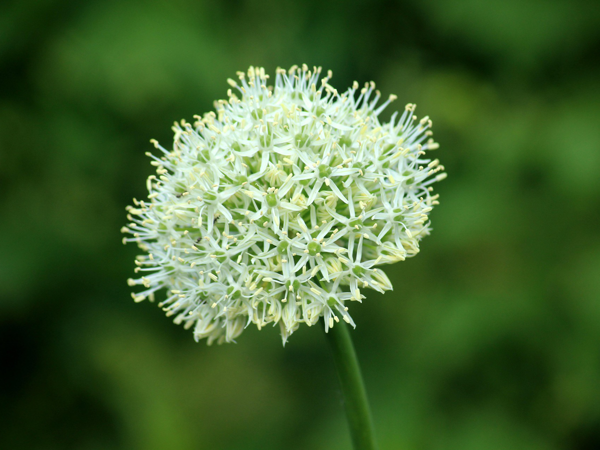 Gartenpflanzen, die wenig Wasser brauchen - Knoblauch