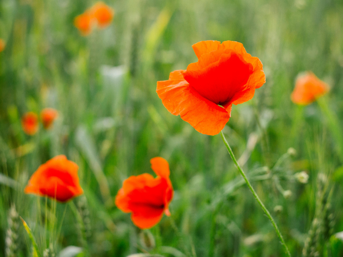 Gartenpflanzen, die wenig Wasser brauchen - Mohn