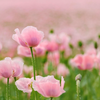 10 Gartenpflanzen, die wenig Wasser brauchen und denen Trockenheit nichts ausmacht