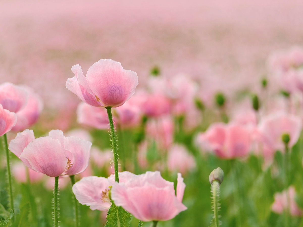 Gartenpflanzen die wenig Wasser brauchen