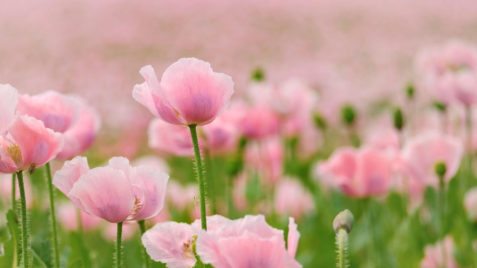 10 Gartenpflanzen, die wenig Wasser brauchen und denen Trockenheit nichts ausmacht