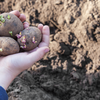 Wann Kartoffeln spätestens pflanzen? Das ist die perfekte Pflanzzeit für die vielseitige Knolle