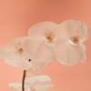 Orchideen zum Blühen bringen: Mit diesem Hausmittel blüht die Pflanze besonders üppig