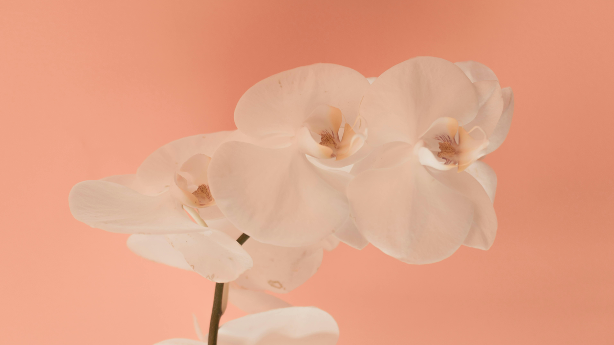 Orchideen zum Blühen bringen: Mit diesem Hausmittel blüht die Pflanze besonders üppig