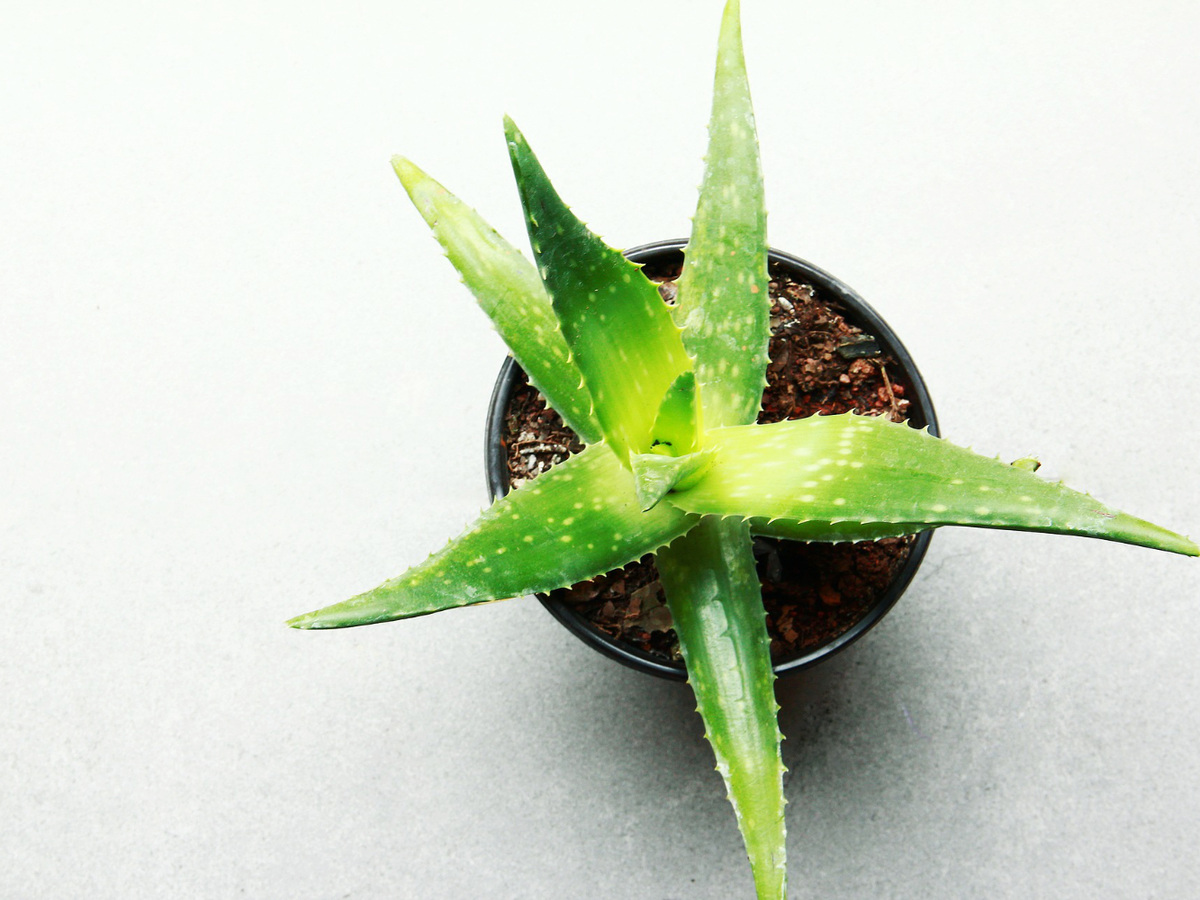 Pflanzen Luftfeuchtigkeit senken - Aloe vera