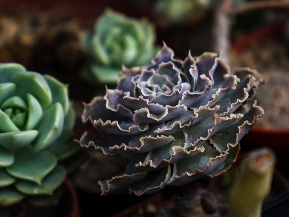 Pflanzen Luftfeuchtigkeit senken - Sukkulenten (Echveria)