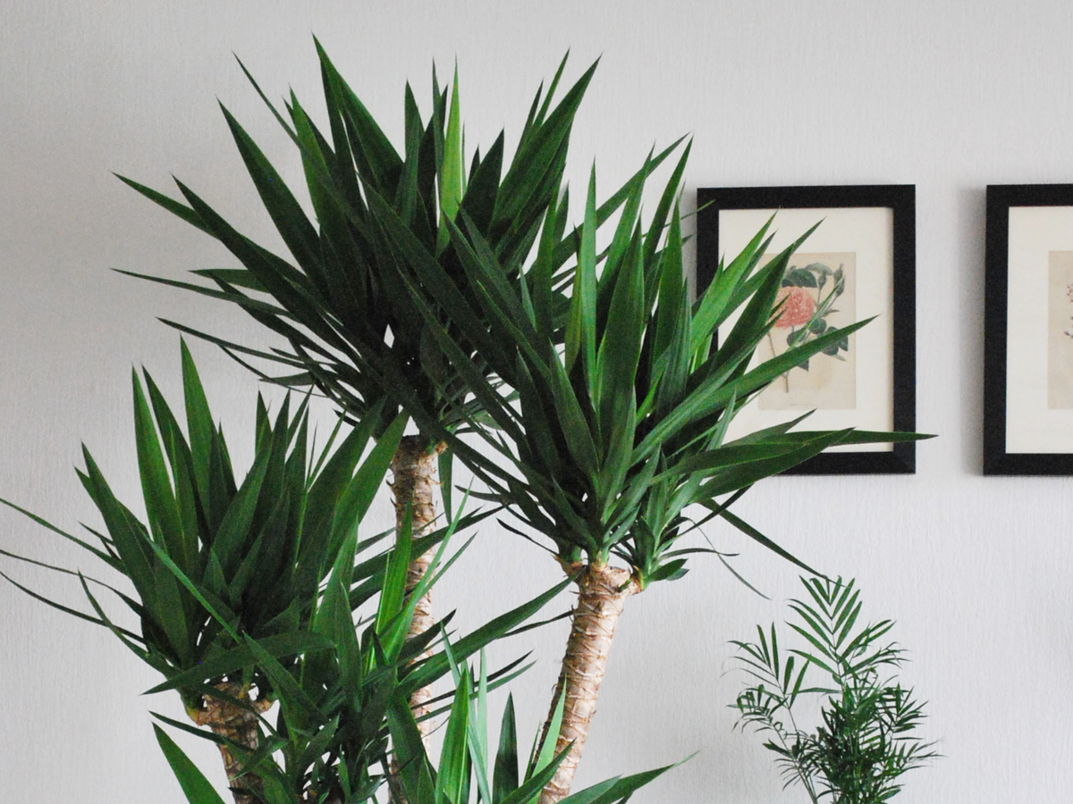 Pflanzen Luftfeuchtigkeit senken - Yucca-Palme