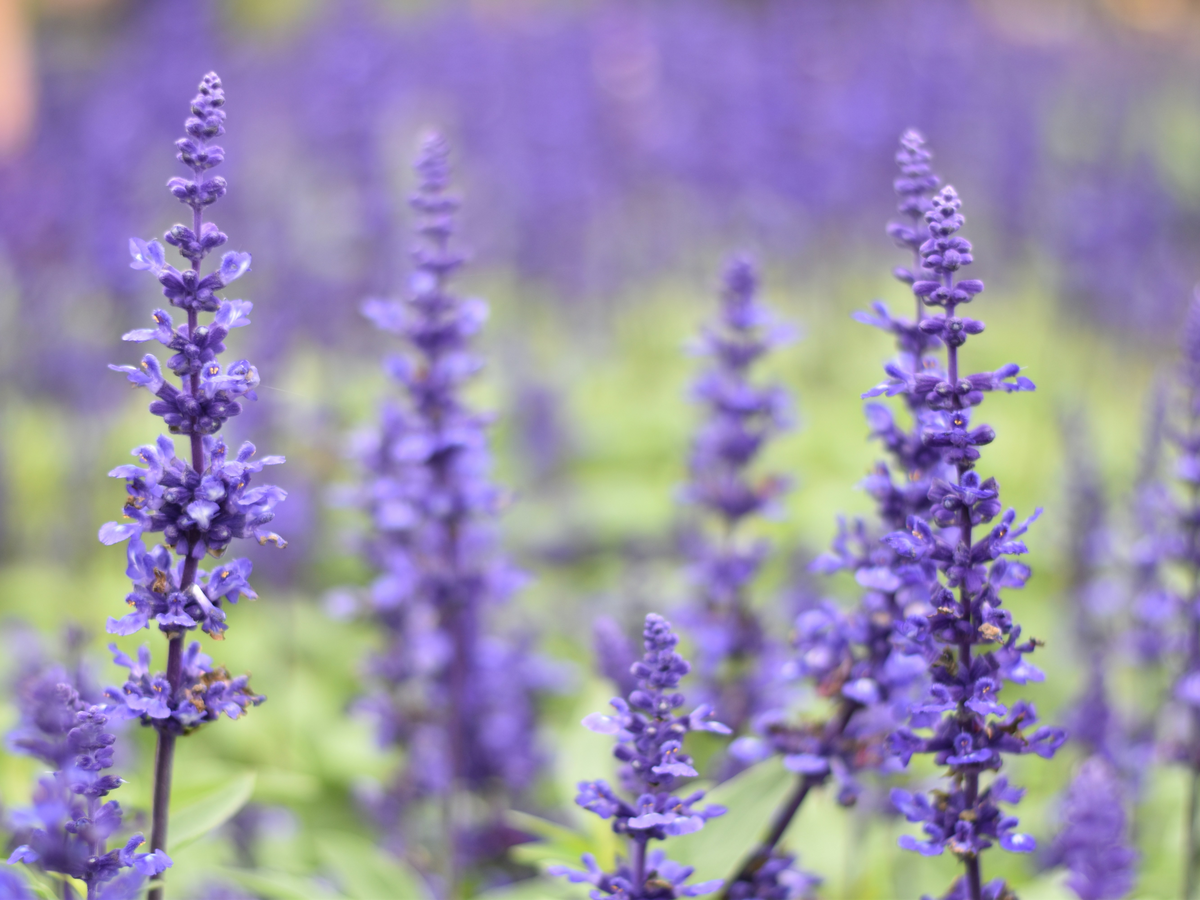 Sonnenbeständige Kräuter - Lavendel