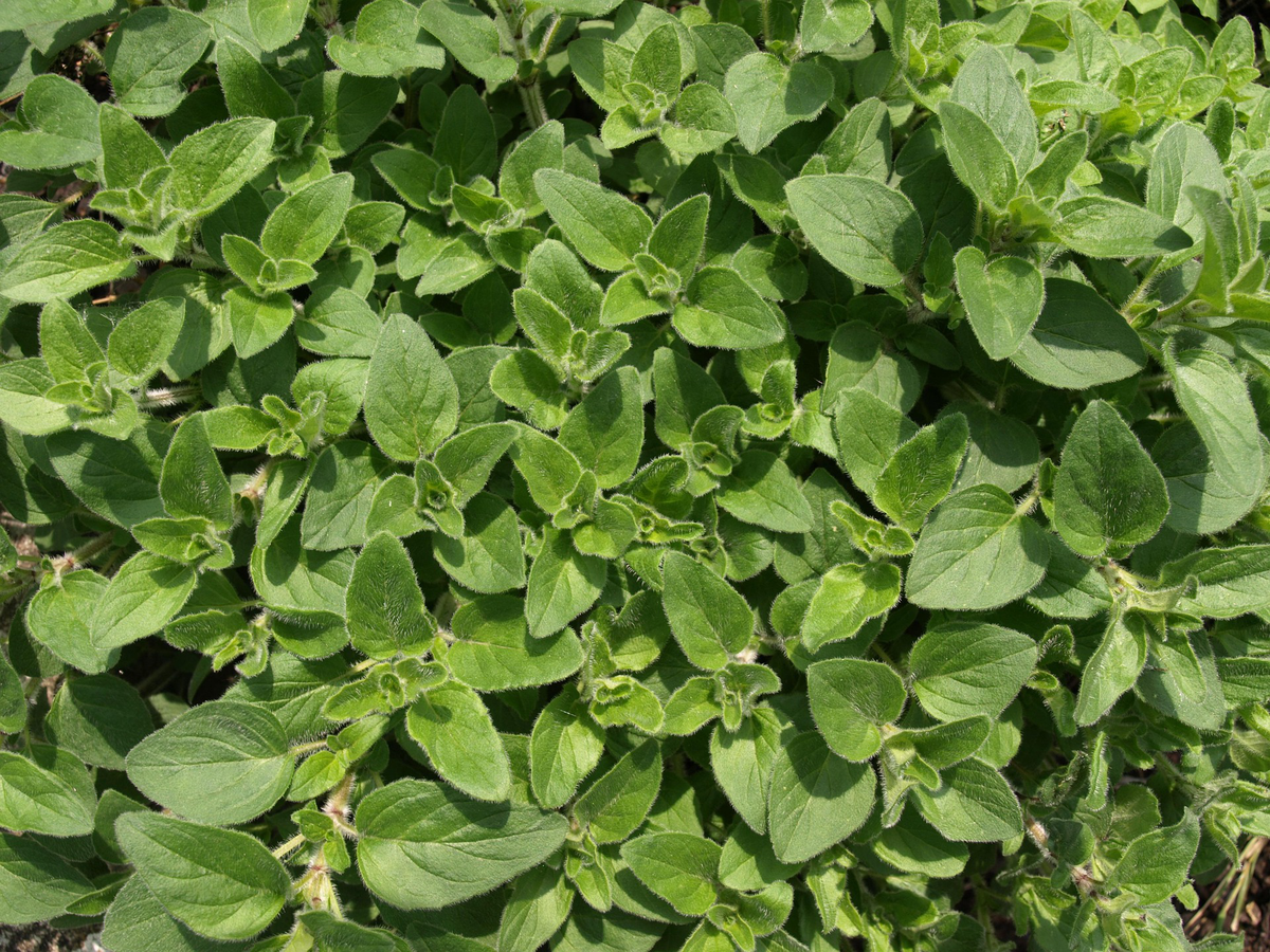 Sonnenbeständige Kräuter - Oregano