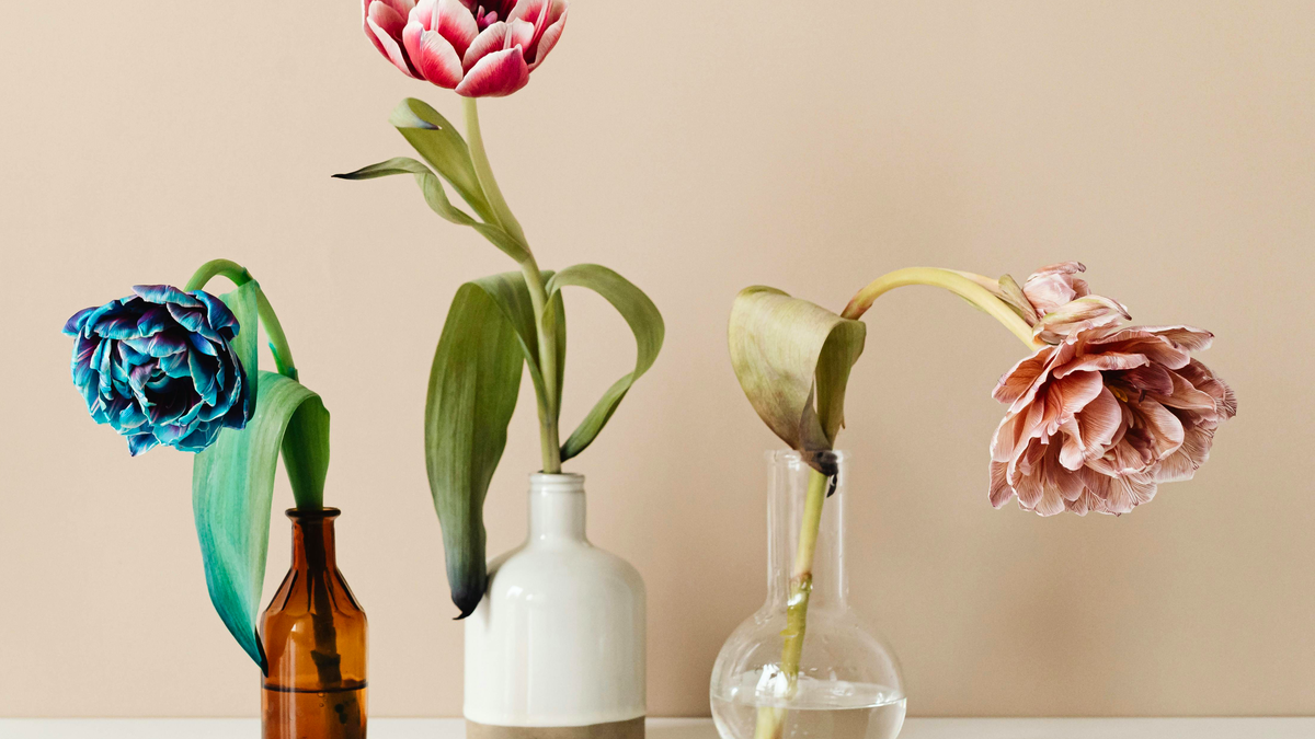 Blumenvase reinigen: Mit diesen Hausmitteln werden sie von innen wieder richtig schön sauber