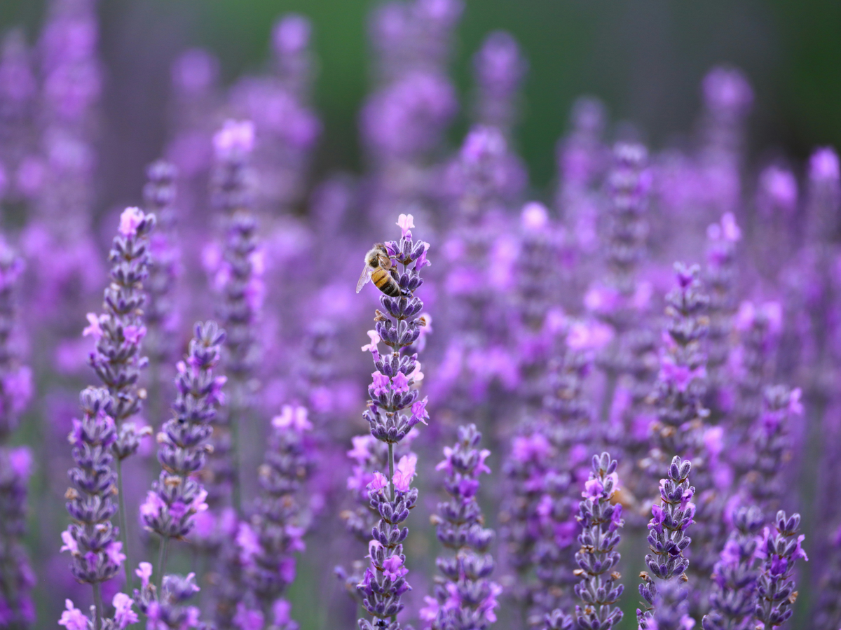 Pflanze gegen Spinnen - Lavendel