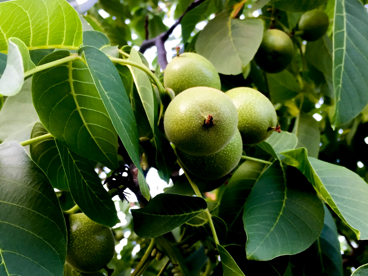 Pflanzen gegen Spinnen - Walnussbaum