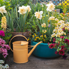 Pflanzen gegen Spinnen: Diese 7 sind ein wahrer Spinnen-Schreck - ideal für Balkon & Garten