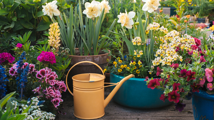 Pflanzen gegen Spinnen: Diese 7 sind ein wahrer Spinnen-Schreck - ideal für Balkon & Garten