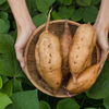 Süßkartoffeln anbauen im Hochbeet: Anleitung + Tipps für gesunde Pflanzen und eine reiche Ernte