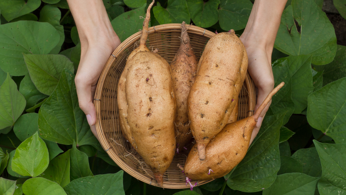 Süßkartoffeln anbauen im Hochbeet: Anleitung + Tipps für gesunde Pflanzen und eine reiche Ernte