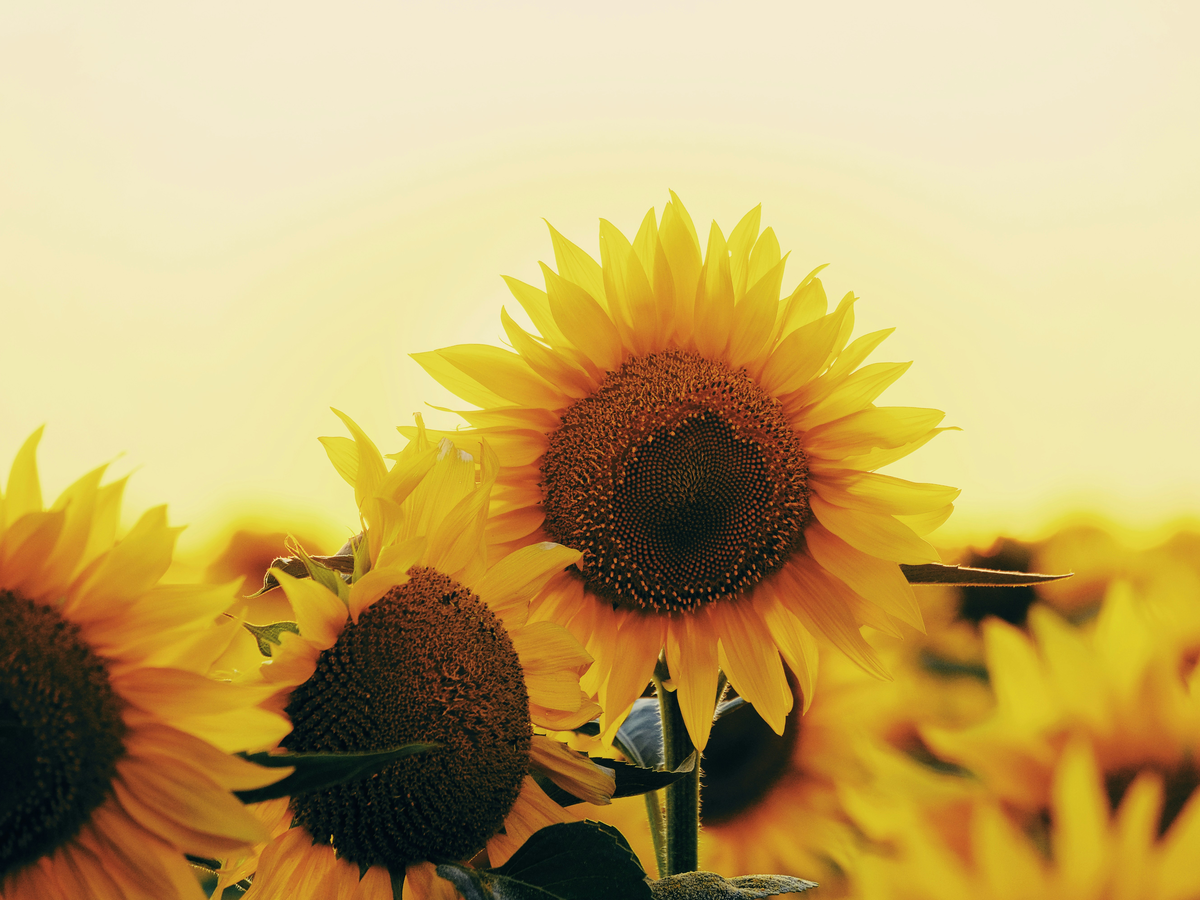 Sichtschutz-Pflanze Sonnenblume