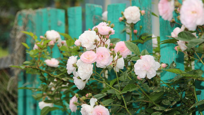 Rosen artgerecht pflegen: So werden Sie zur Rosenkönigin