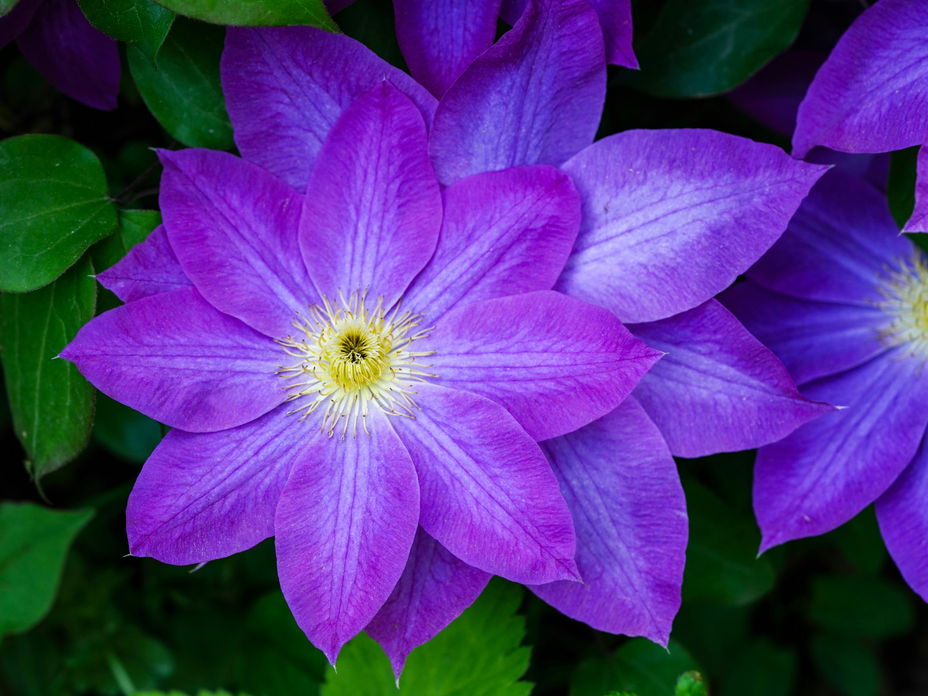 Sichtschutz-Pflanze Clematis