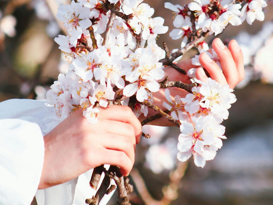 Hände, die Ast mit weißen Obstbaum-Blüten umgreifen