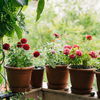 Balkon gestalten 2026: Vergessen Sie Knallfarben! Diese 5 Pastell-Blumen lieben wir jetzt