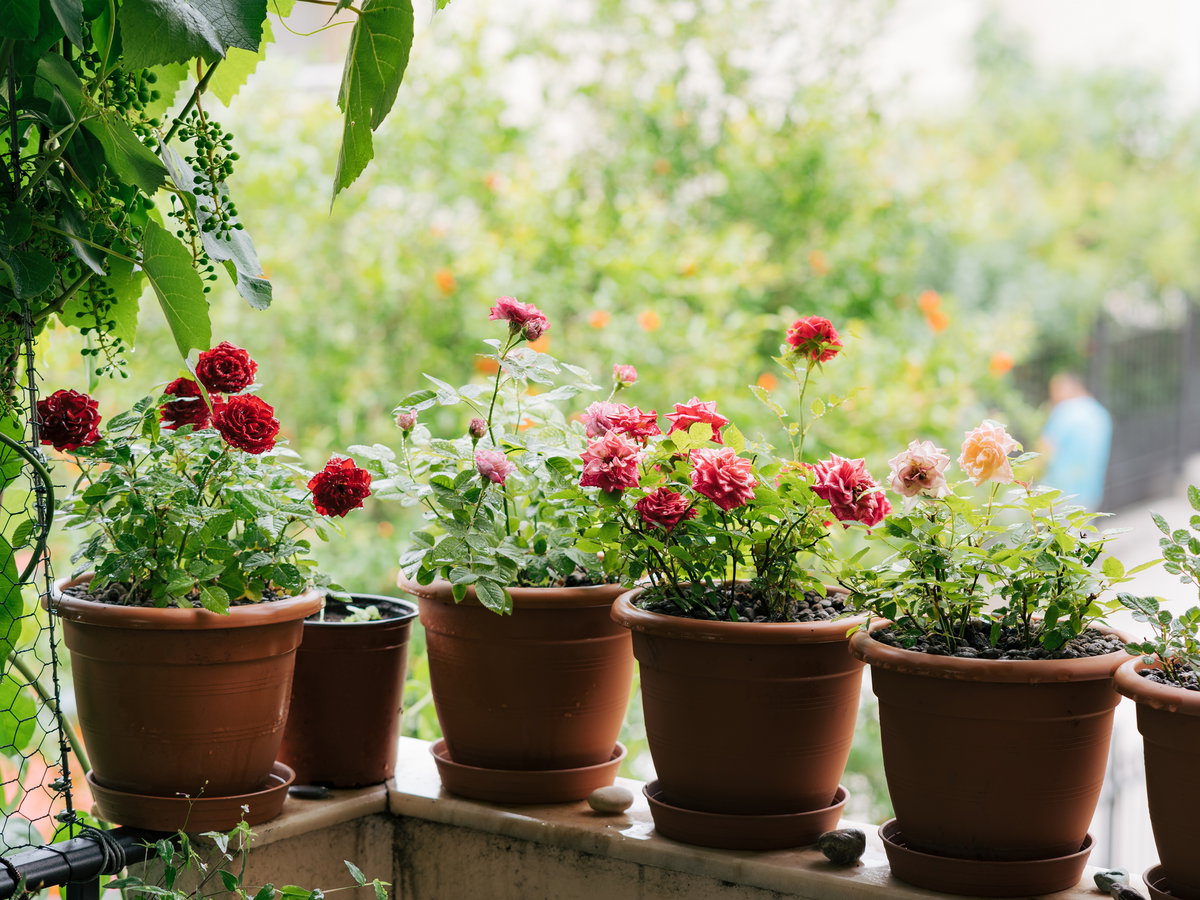 Pastellblumen für den Balkon