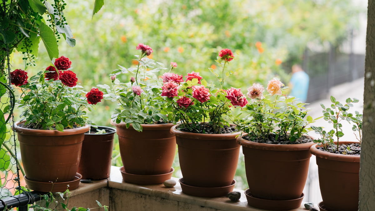 Balkon gestalten 2026: Vergessen Sie Knallfarben! Diese 5 Pastell-Blumen lieben wir jetzt