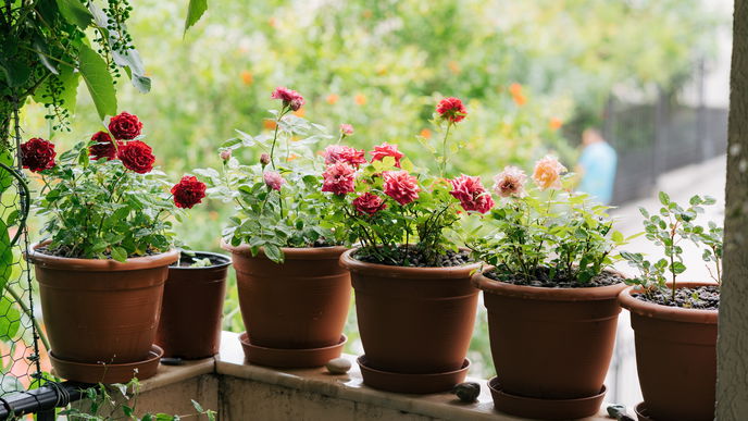 Balkon gestalten 2026: Vergessen Sie Knallfarben! Diese 5 Pastell-Blumen lieben wir jetzt