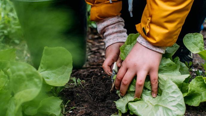 Dreckige Hände, gesunder Teller: Wie 130.000 Kinder das Ackern lernten