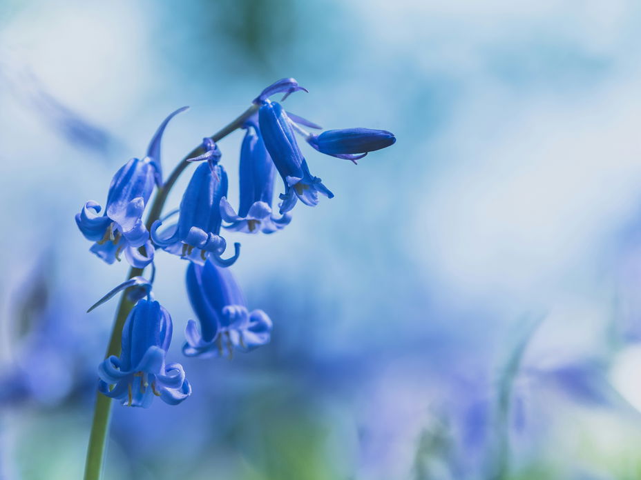 Nahaufnahme einer Glockenblume