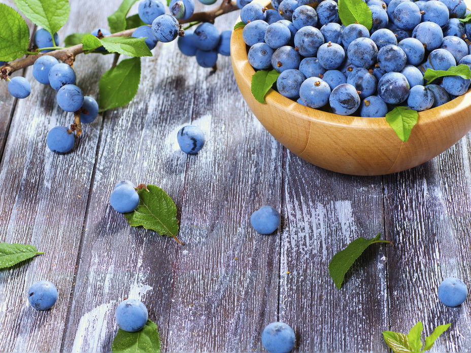 Schlehen in Schale - Alles über Schlehen - Rezepte und Tipps