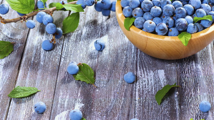 Alles über Schlehen – Rezepte und Tipps
