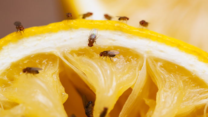 Fruchtfliegen vertreiben: Diese Hausmittel helfen