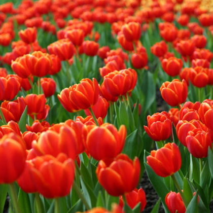 Tulpenwiese