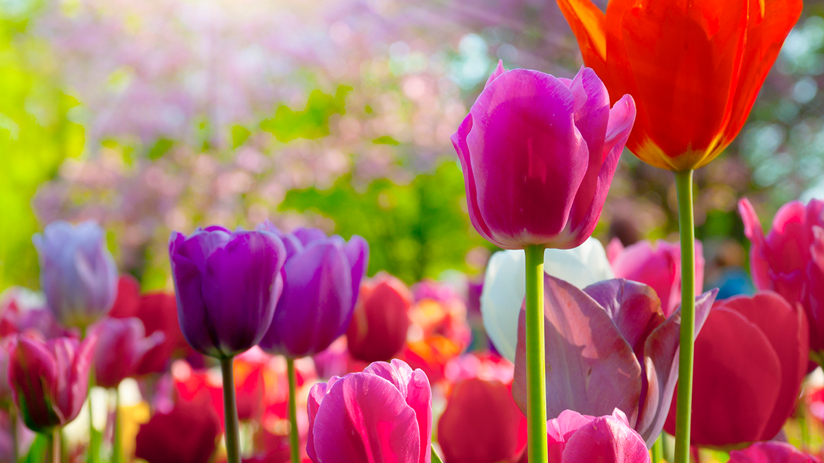 Alles über Tulpen