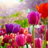 Alles über Tulpen