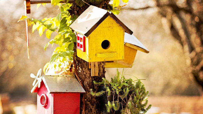 Nistkasten bauen: Anleitung und Tipps